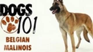 Dogs 101  Belgian Malinois [upl. by Rafferty]