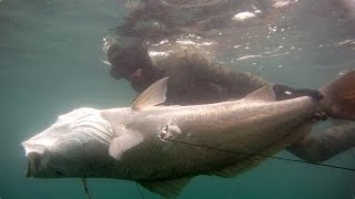 Spearfishing  Mulloway Misadventures [upl. by Ahsiym649]