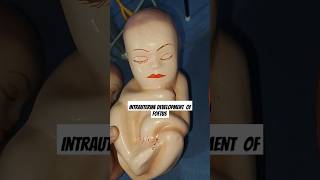 Foetal development 🍼💞💞 nursing peadiatric shortfeeds trendingshorts [upl. by Brigham]