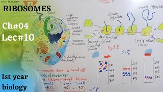 Ribosomes  Ribosomes structure and function  Class 11 [upl. by Elamef]