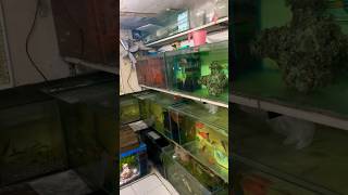 Fish tank set kr liya fish petsvlog fishpond fishhouse aquarium aqua pets petsman guppy [upl. by Charmane]