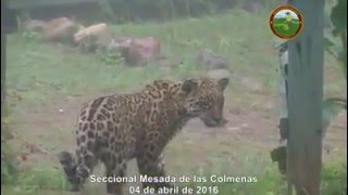 Avistaje de Yaguareté en el Parque Nacional Calilegua [upl. by Revert]