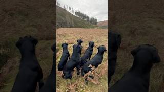 Picking up with Labrador Retriever Gundogs labrador workingdog drivenshooting [upl. by Burrow]