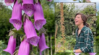 Foxgloves  Saving amp Sowing Seed NOW for next years blooms  Homegrown Garden [upl. by Dougy]