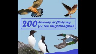 200 Seconds of Birdsong 200 SUBSCRIBER Special [upl. by Hemminger317]