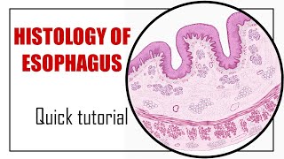 Histology of Esophagus  Fast Animated Histology Tutorial [upl. by Verney214]