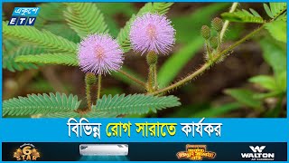 লজ্জাবতী গাছের যত ঔষধি গুণ  ETV Lifestyle [upl. by Nicodemus]