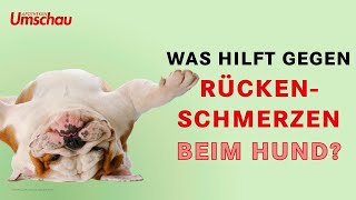 Dackellähme beim Hund  Tiergesundheit [upl. by Ellennahc189]