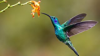 beautiful Humming bird puzzle ☺️  have fun 🙂 funpuzzle1122 [upl. by Nyrat]