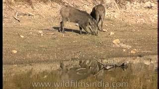 Sounder of Wild pig grazing at Bandhavgarh waterhole [upl. by Aliuqaj]