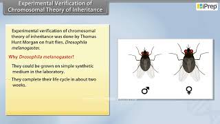 Experimental Verification of Chromosomal Theory of Inheritance  Principles of Inheritance and [upl. by Eadie]