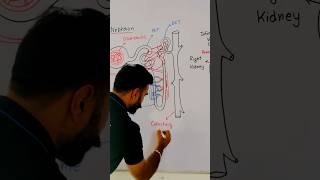 Nephron Diagram  Human excretory system biologydiagrams [upl. by Yatnahs]