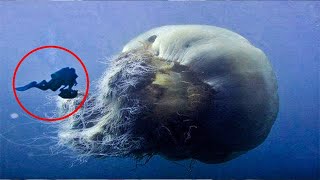 The largest jellyfish in the world  Nomura [upl. by Durnan]