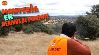 😁💥 MONTERIA EN MERINOS DE PONIENTE 🫎 20242025 Cazando con MONTEROS DE SOPETRAN 🐗🐕 [upl. by Nonrev]