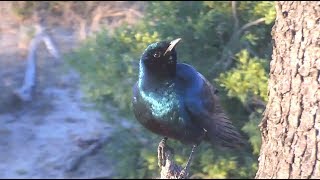 Burchells glossystarling call Lamprotornis australis [upl. by Noirda497]