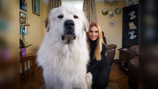 THE PYRENEAN MOUNTAIN DOG  DANGEROUS OR PROTECTOR  Great Pyrenees [upl. by Rheba564]