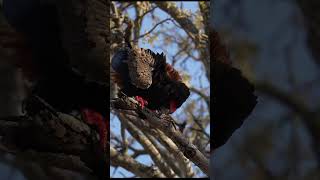 Mating display of a bateleur eagle birds wildlife eagle mating bateleur birdsofprey shorts [upl. by Afital]