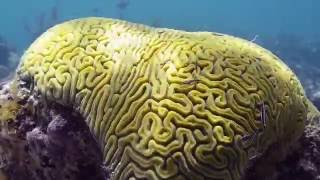 Providenciales Turks and Caicos Snorkelling [upl. by Dorsman]