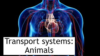 Transport Systems in Animals Section 1  Blood [upl. by Elleirua]