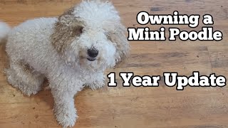 Owning A Mini Poodle  1 Year Update  Miniature Poodle  Too Cute [upl. by Hada]