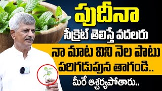 Herbal Farm Tour  10 Health Benefits of Pudina Mint Leaves  Anjaneya Raju  iDream Health Talks [upl. by Helms336]