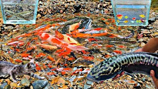 Finding giant toman fish in holes ornamental fish koi fish catfish snakehead fish guppy fish [upl. by Taro568]