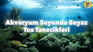 Akvaryum Suyunda Toz Tanecikleri [upl. by Kaczer]