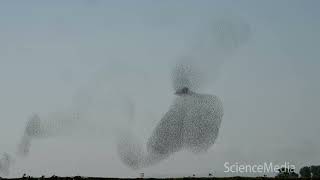 Glimpse of Nature  Swarming Starlings [upl. by Salbu]