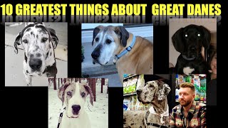 10 GREATEST THINGS ABOUT GREAT DANES [upl. by Susejedairam]