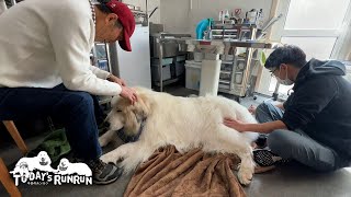 月に1回の鍼灸治療で体のメンテナンスをしたアランです Great Pyrenees グレートピレニーズ [upl. by Lombardo]