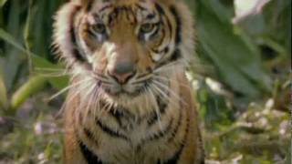 WWF Tiger Commercial [upl. by Eelyek]