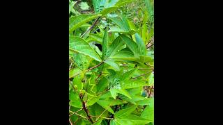 Jamaican Sorrel Loving the Heat backyardgardening gardening homesteading nature garden [upl. by Brinson]