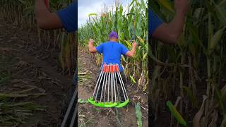 Essential Corn Farming Tools for Rural Farmer  Save Time and Money shorts youtubeshorts [upl. by Alyled308]