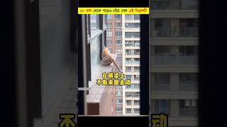 এই বিড়ালটির দুঃসাহসিক অভিযান😮  The HeartStopping Rescue of a Cat  shorts [upl. by Tombaugh65]