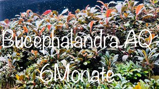 Bucephalandra Aquarium 6 Monate aquaristik [upl. by Ydeh]