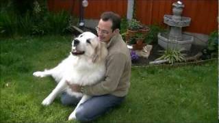 Pyrenean Mountain Dogs  Great Pyrenees  Penellcy Penny [upl. by Nosidda]