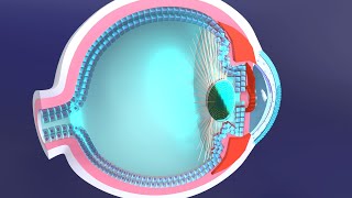 3D Accommodation Reflex Explained The Role of the Ciliary Muscle in Eye Focus Adjustment [upl. by Araz411]