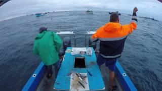 Skipskop Yellowtail Jan 2016 [upl. by Bose]