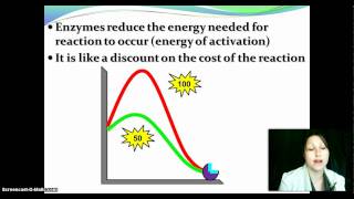 Enzymes [upl. by Nyliret927]