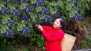 Harvesting gleditsia fruit amp Goes To Market Sell  Gardening And Cooking  Lý Tiểu Vân [upl. by Ennairek]