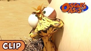 Oscars Oasis  Mommy Chicken  HQ  Funny Cartoons [upl. by Magner398]