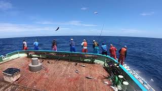 Full video of skipjack fishing during the day‼️🇯🇵👍 [upl. by Noreht178]