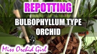 Repotting Bulbophyllum type orchid  Cirrhopetalum Elizabeth Ann Buckleberry [upl. by Aziza]