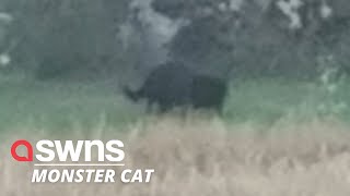 Mumofthree captures footage of a big cat lurking near a farmland in a British countryside  SWNS [upl. by Odlopoel]