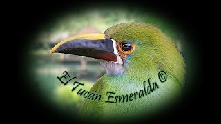 🕊️ Canto del Tucán Esmeralda 🕊️ [upl. by Fawcette]