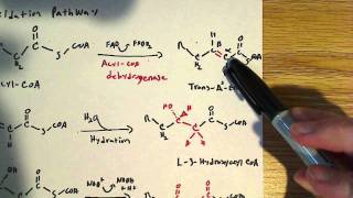 Beta Oxidation of Fatty acids [upl. by Llennehc151]