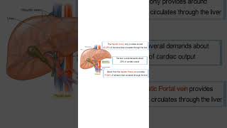 HEPATIC PORTAL VEIN LIVER BLOOD [upl. by Buroker789]