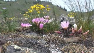 Lewisia rediviva without Bach [upl. by Katy]