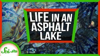 Secrets of Life from A Giant Pool of Asphalt  Weird Places Pitch Lake Trinidad [upl. by Wynn]