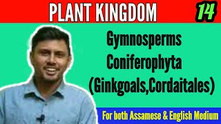 Coniferophyta Ginkgoals amp Corditails Plant Kingdom class 11 biology‎Reaction ConceptDhanjit Deka [upl. by Haret727]